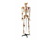 Esqueleto Articulado e  Muscular 168 cm. TGD-101-A